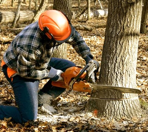 Tree Removal in Stronghurst, IL